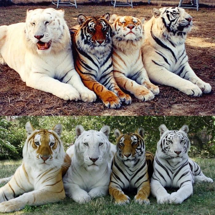 le uniche due fotografie al mondo 
con quattro diversi tipi di tigre