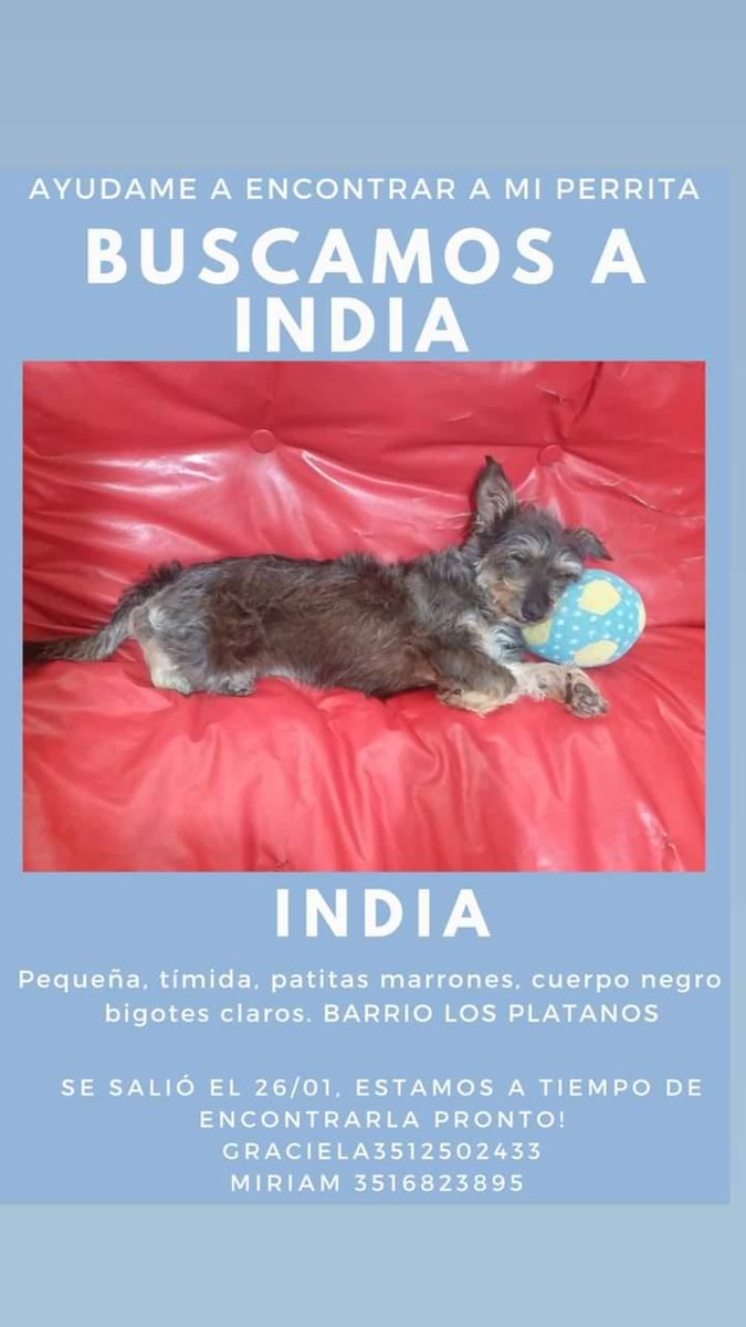 maikimel1's tweet photo. Se perdió hace un par de días en barrio Los Platanos y es posible que se encuentre en los alrededores. Si lo pueden difundir me ayudarían muchísimo 🙏 https://t.co/toQUDrSiFj