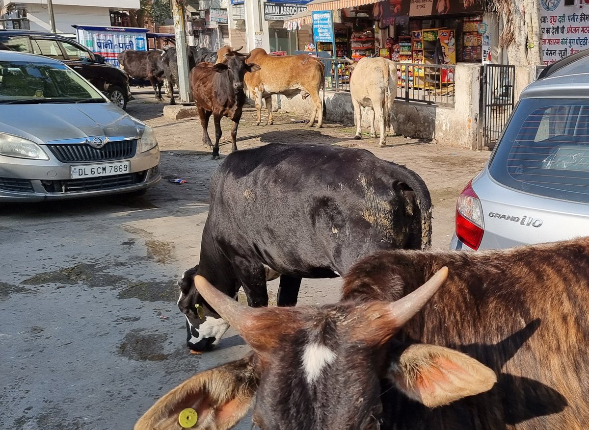 vivekg117's tweet photo. Cow menace at Ashok Vihar @LtGovDelhi @MCD_Delhi https://t.co/5IQuU41tgh