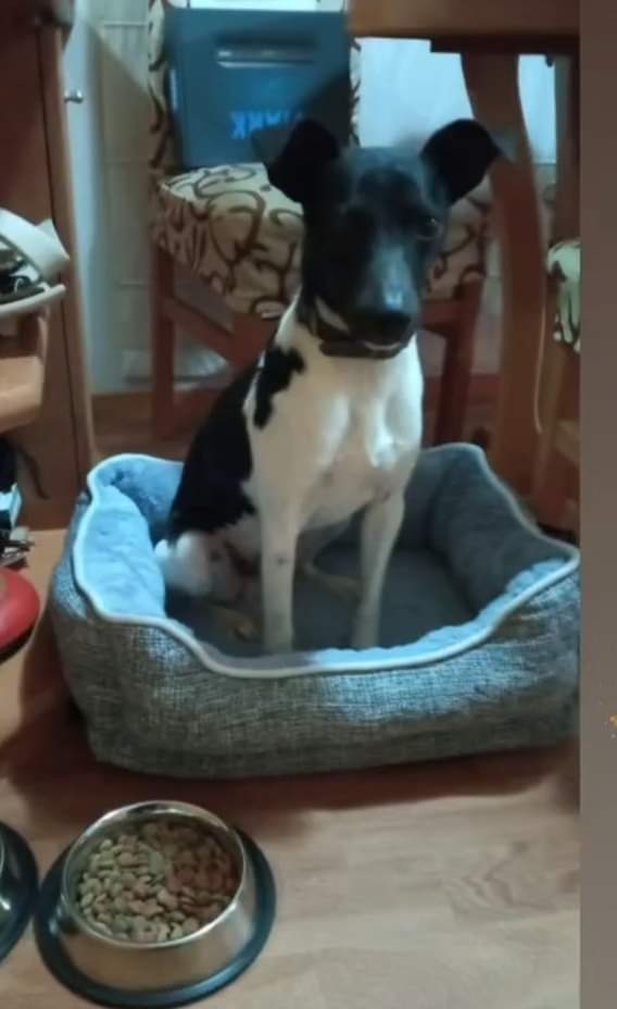 Para Barcelona se han marchado adoptados con sus respectivas familias, nuestro cachorrón Otto y Boré el pequeño bodeguero .

Os deseamos que seáis muy felices y os quieran tanto como nosotros 💕🍀
#adoptados