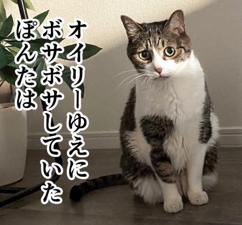 猫を洗う日記まとめ(2/2)
洗わなくても問題ない猫もいるので洗った方が良いという意味ではないです! 