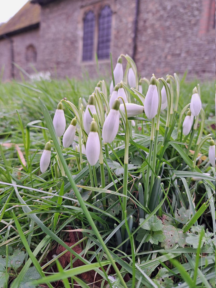 Not how I intended to spend my morning but a beautiful carpet of snowdrops in the churchyard 
bb.ringingworld.co.uk/view.php?id=15…