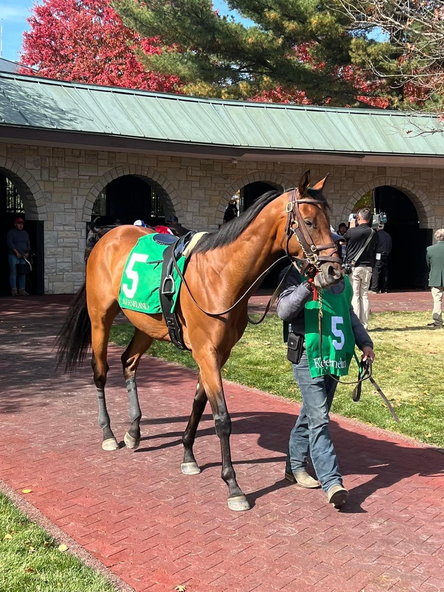 BORacingStable's tweet photo. Race day for our boy Sugoi. Excited to get him back on the track! https://t.co/LybSJ5Y0m8