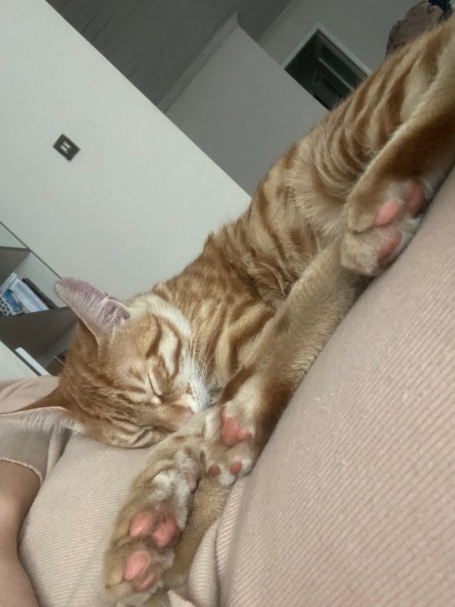 Geçici yuva hayat kurtarır.
Bu kediyi soğukta dışarı atan ailesine inat koruma altına aldık.
Geçici yuvadaki fotosuna bakın.
Bir hayvanı eve alıştırıp sokağa salmak yapılacak en büyük kötülük.
Yuva arıyoruz. 
Yurtici yurtdisi farketmez