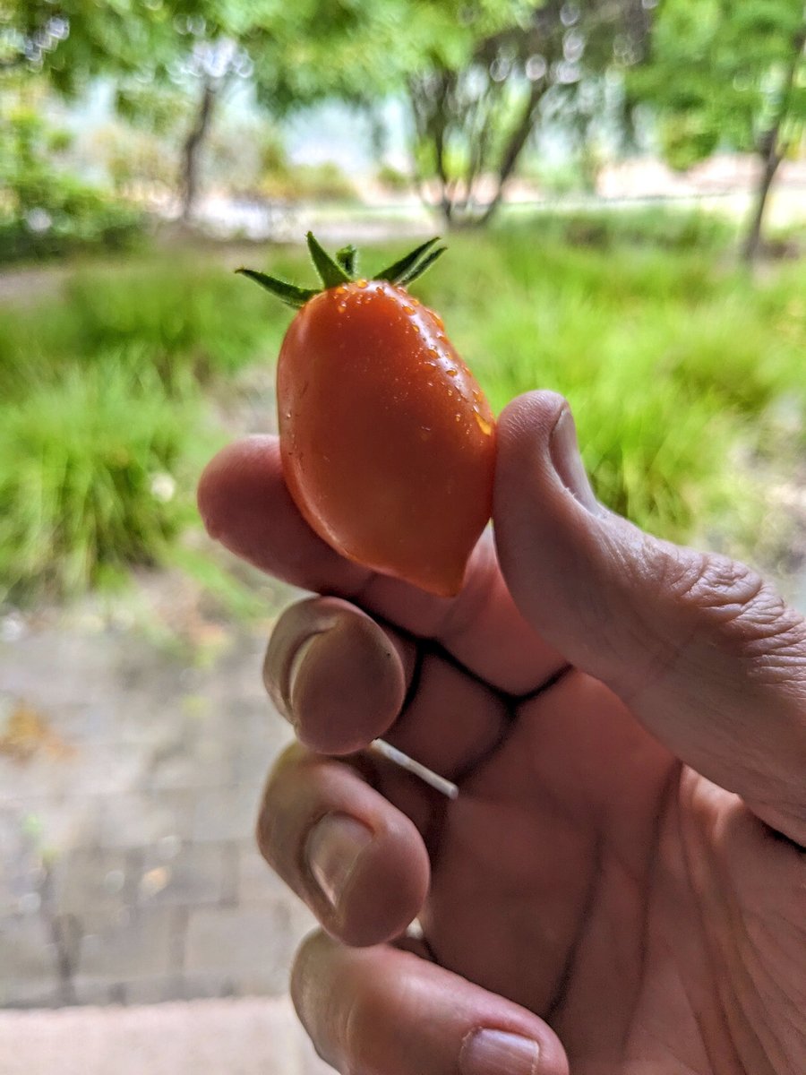 M0les's tweet photo. So the season was delayed, but the tomatoes are finally being picked and finishing their ripening on the kitchen windowsil.
#canberra https://t.co/A5tTTRuRdY