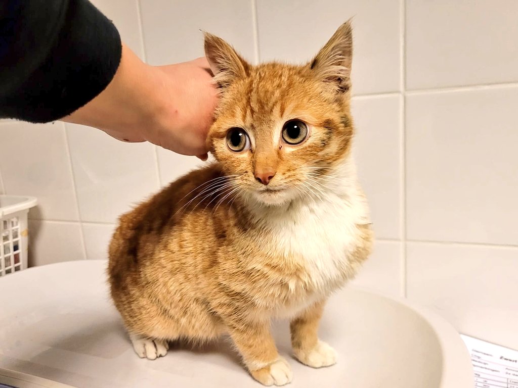 Afgelopen nacht gevonden. Een katertje van ongeveer 4 maand jong. Geen chip gevonden. Dier zit onder de olie.
Fietsenstalling Stationsplein IJsselmuiden Kampen.