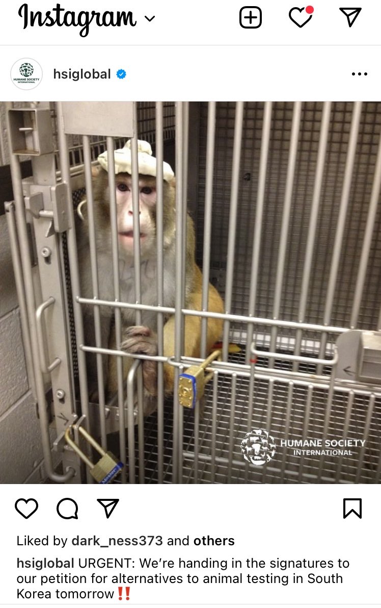 #monkey #petitions #animalexperiments #vegan #pets