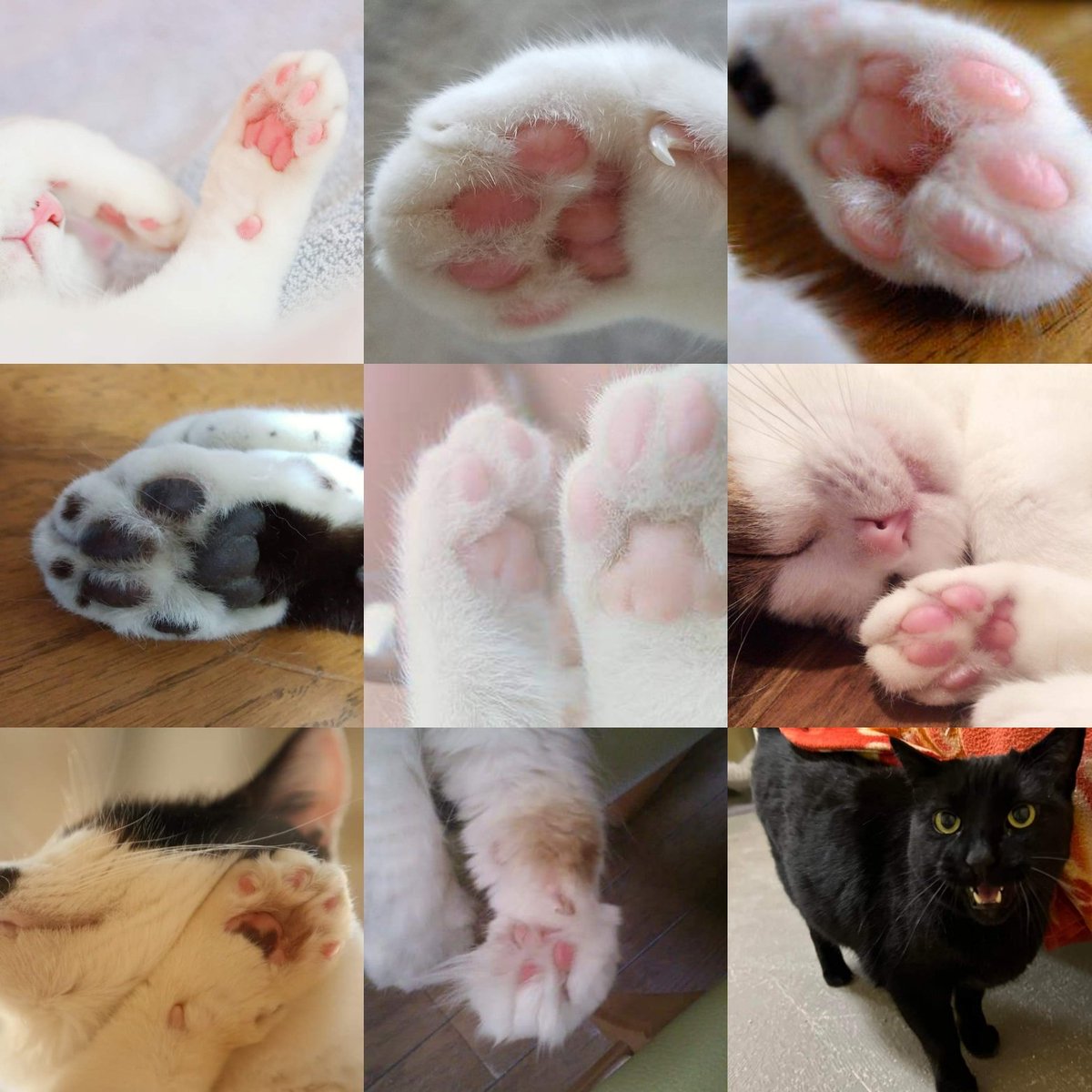 deliciousanko's tweet photo. #猫好きさんと繋がりたい
#catpad
#肉球
#ぷにぷに
#cute
#写真好きな人と繫がりたい
#動物好きな人と繋がりたい
#絵を描く人が撮った写真が見たい
たまに絵を描きますよ‼️ https://t.co/QOR5M2UAT3