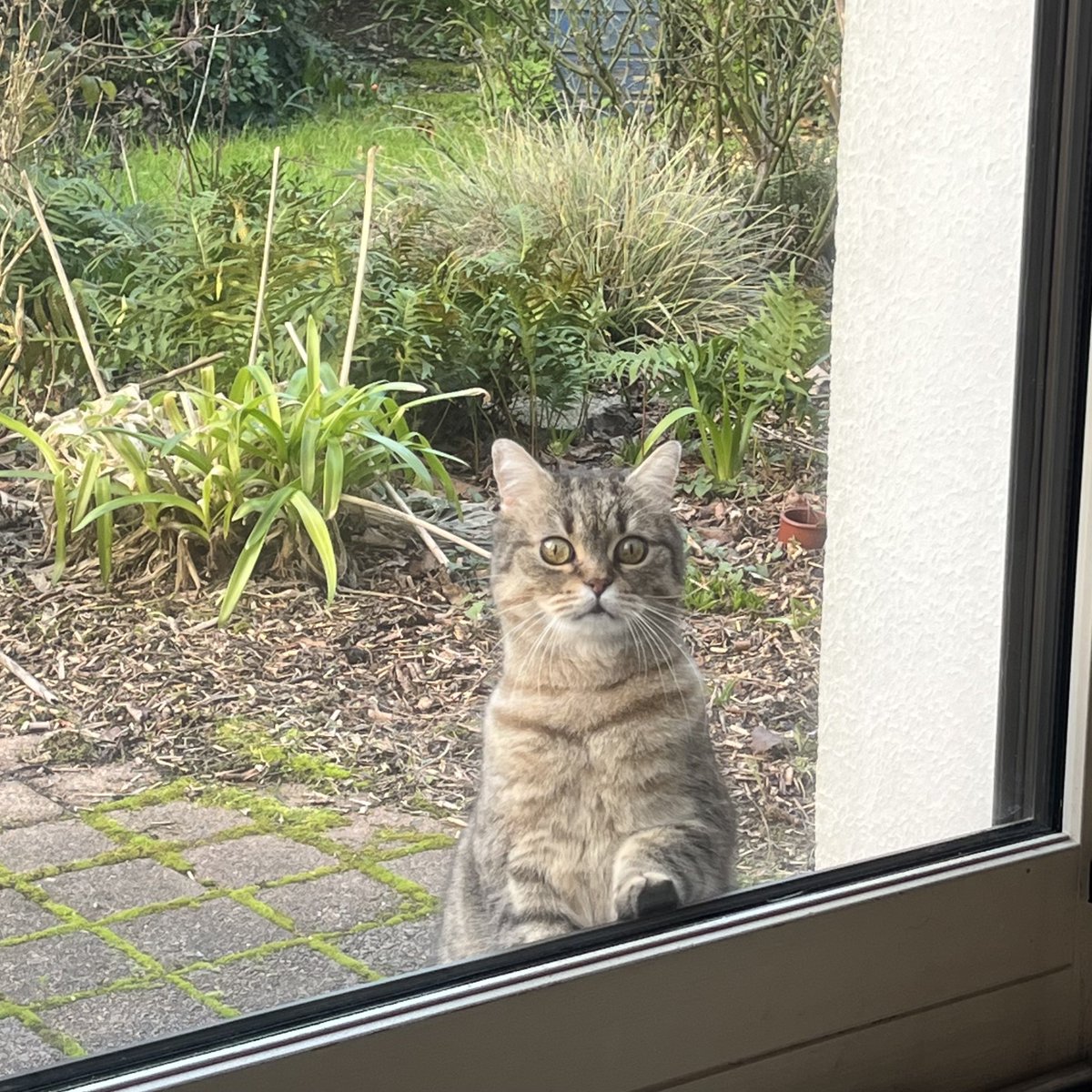 maki_lechat's tweet photo. Ho, y’a personne pour m’ouvrir là ?!? https://t.co/M2hxilqrnl