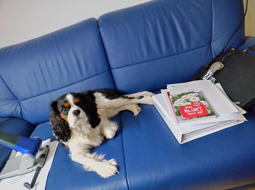 pemo09's tweet image. Unser neuer Bürohund Lenny  (müsste doch eigentlich steuerlich absetzbar sein 🤔)