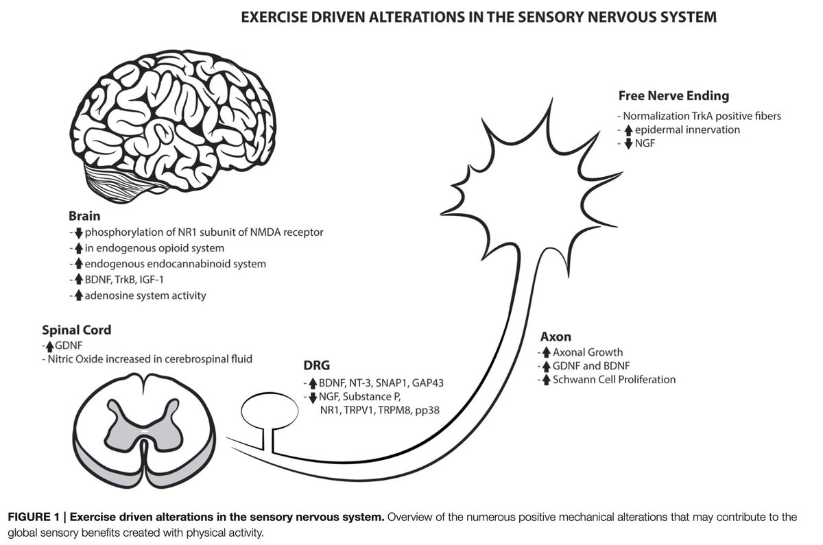 Emerging Relationships between Exercise, Sensory Nerves, and Neuropathic Pain

Lots of interesting effects from exercise discussed!

Just need to make sure that the dosage right, as IME neuropathic issues can be easy to upset &amp; hard to calm down! 

frontiersin.org/articles/10.33…