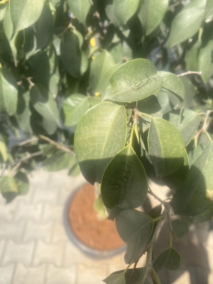 Aish_G_'s tweet photo. Please stop doing this 😵‍💫 plants didn’t ask for your autograph 🙏🏾 #saveplants  #SaturdayVibes https://t.co/nltXG2UTWz
