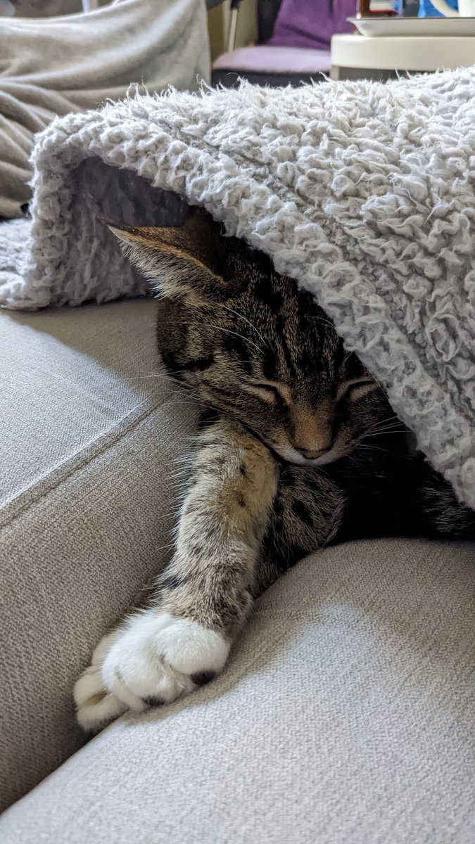 iamgiacomelli's tweet photo. @EcoGof My cat does this sometimes too. Hope your poor squish feels better soon! https://t.co/0pMUsO2r3I