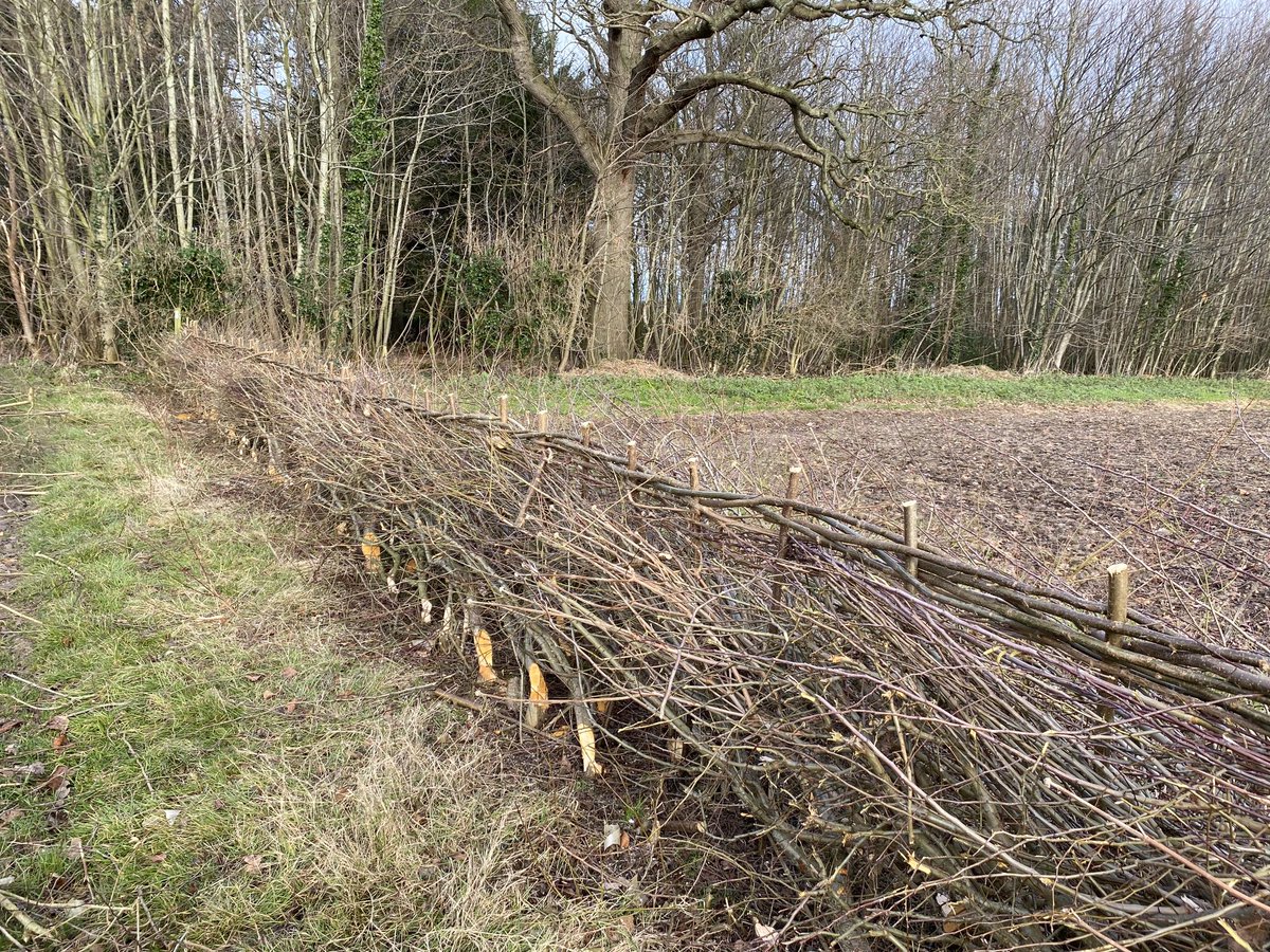 Making a start ⁦@GoodnestonePark⁩ using the south eastern #hedgelaying style #connectivity #naturerecovery 🦅 🐝 🐞 🕷 🐜 ⁦@NFFNUK⁩