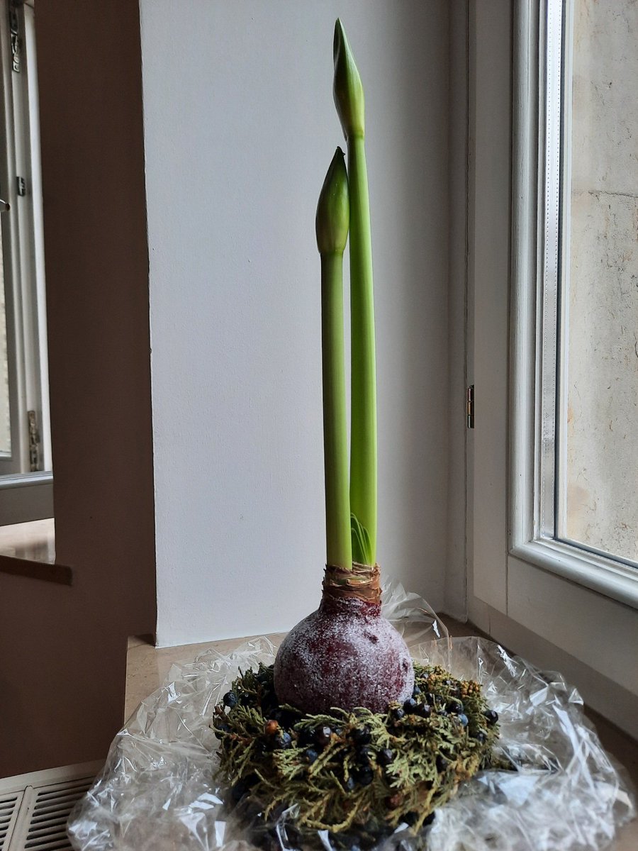windwhisper2377's tweet photo. Waiting for spring https://t.co/xoxC0XjhtF