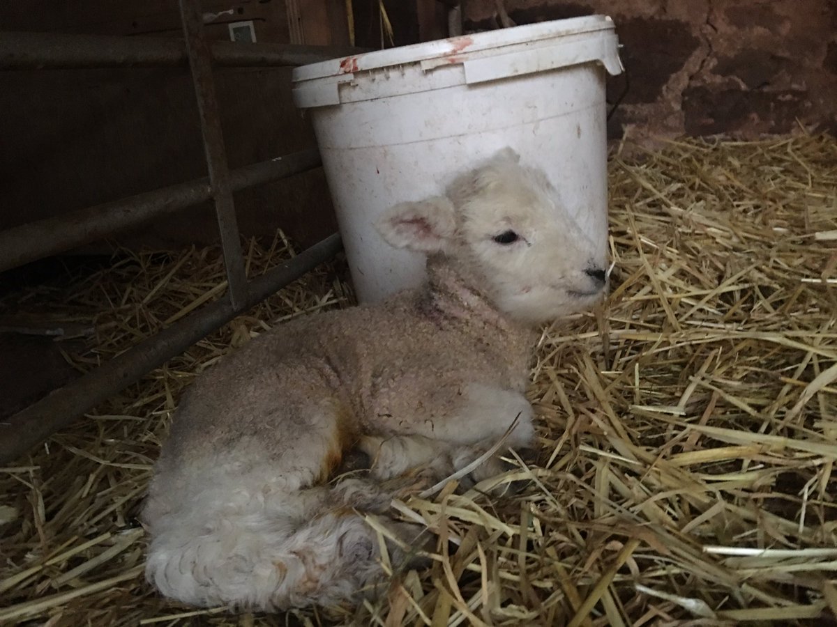 The first lambs have arrived ... this is a girl, one of twins, her brother is bigger, so I shall be watchful to make sure she gets enough milk #colostrumisgold #Welcome2023 #theanclarflock ... fab wool goods can be seen here ... etsy.com/shop/fabstaine… if you want to support us!