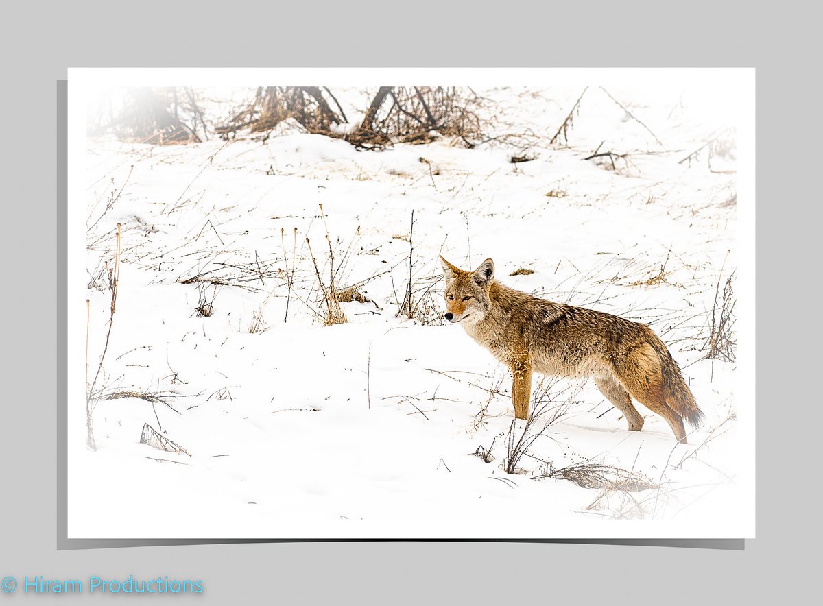 'Hunter' 
                                                                                                                                        #Idaho #Boise #Nikon #300mm #LongLens #photography #wildlifephotography #Coyote #backyardoasis