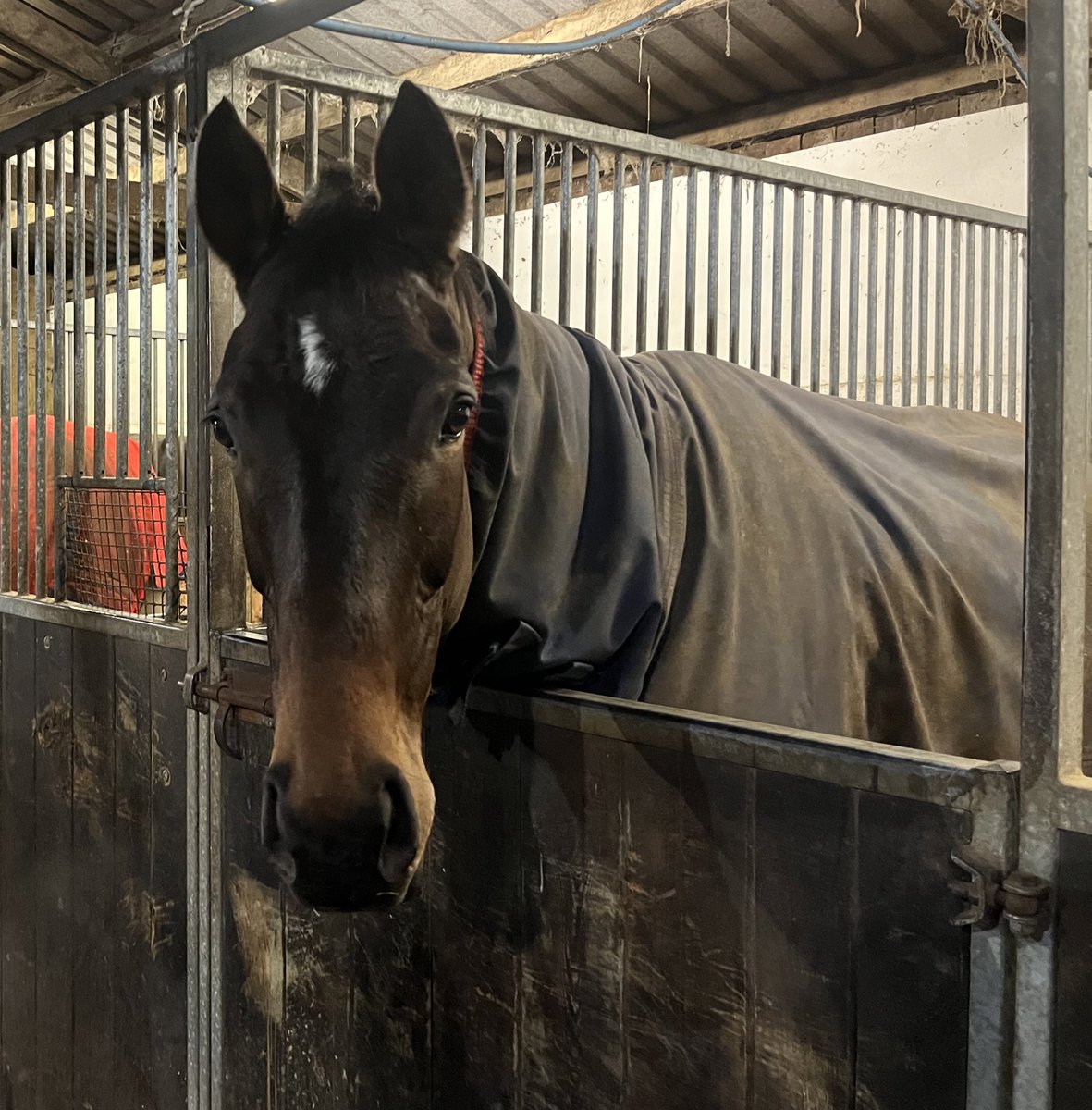ColtherdRacing's tweet photo. Cooper’s Cross heads off to @DoncasterRaces today for the Sky Bet Chase with @Sam_Coltherd on board for owner @jimmyfyffe. Fingers crossed for a good run in a very good race 🤞🏻💪🏻🐎⭐️ #cooperscross #skybetchase #doncasterraces #jfkegs #bellrural #bringiton https://t.co/FHew7aj2ow