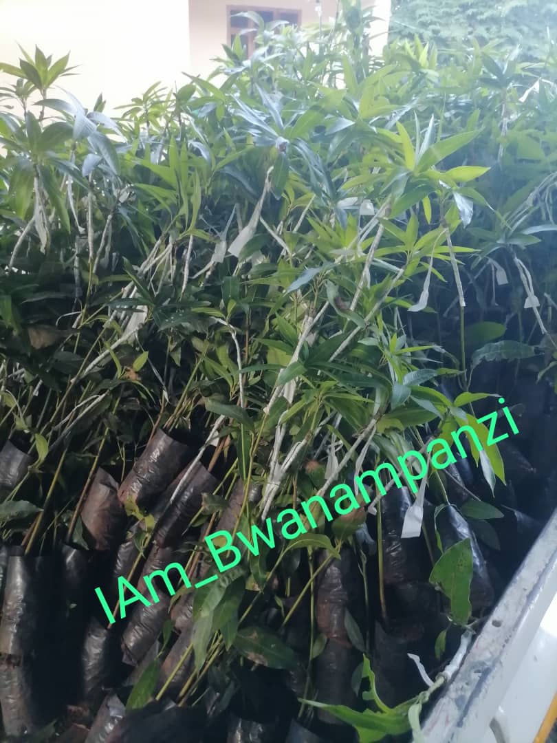 bwanampanzi's tweet photo. Enjoy the weekend.
Don't forget to plant a single seedling for shading or juice.
We have several Mango varieties. Selection is yours.
#kent #Dodo #Apple #Alphonso #keith #Palmer #redindian #tommy #Ngowe #tanga #whitesopha
0714600575 || 0620598113
Morogoro mjini. https://t.co/6CfHzjI3Z5