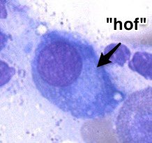 Tim Bracey tweet media