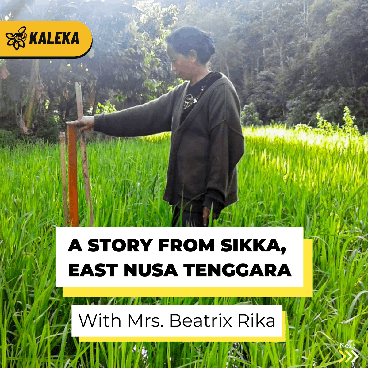kalekaindonesia's tweet photo. 🌾 Meet Mrs. Beatrix Rika, a farmer from Sikka, East Nusa Tenggara 🌾

#Kaleka #TransitiontoExcellence #RealizingSustainability #ClimateChange https://t.co/toQjI2Cj0G