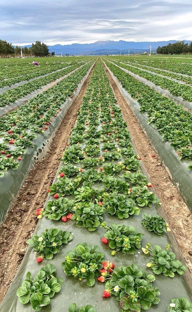 Are you interested in agriculture? Like and retweet if you want to start farming!