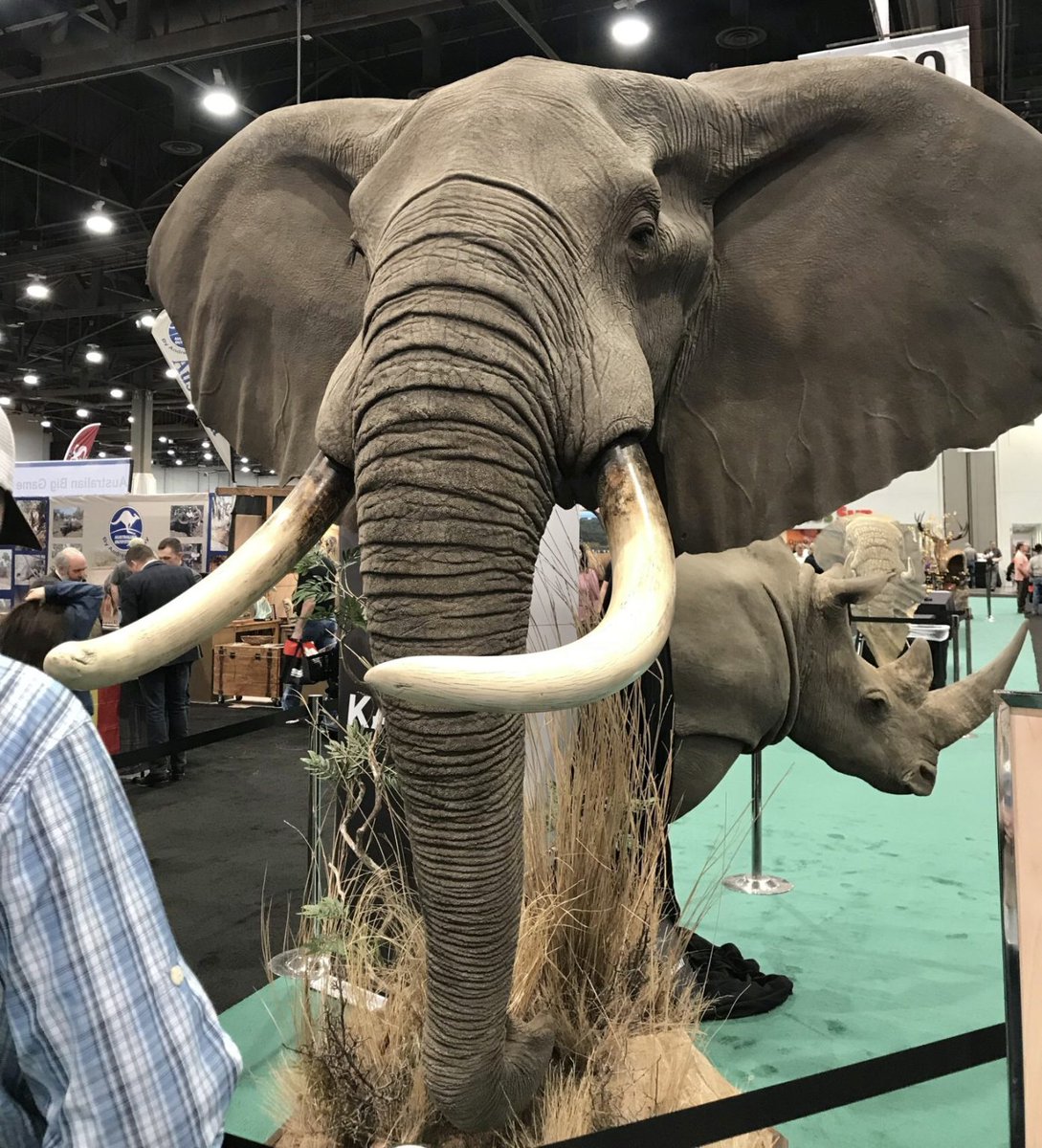 Germany Is Holding The Largest Trophy Hunting Fair In The EU; Over 80 Exhibitors Are Selling Hunting Trips To Kill Imperiled Wildlife #elephants africanelephantjournal.com/germany-is-hol…