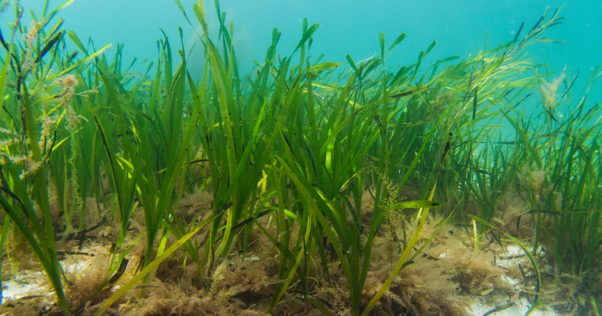 @TheGreenBlue is hosting 'Anchoring with Care' webinars as part of the @EULIFERemedies Seagrass Project - sharing best practice techniques for anchoring and mooring which are safe, effective and seabed-friendly! 👉 rya.org/1KG650MBXJs 🌍 🌿 🌊 #saveourseabed