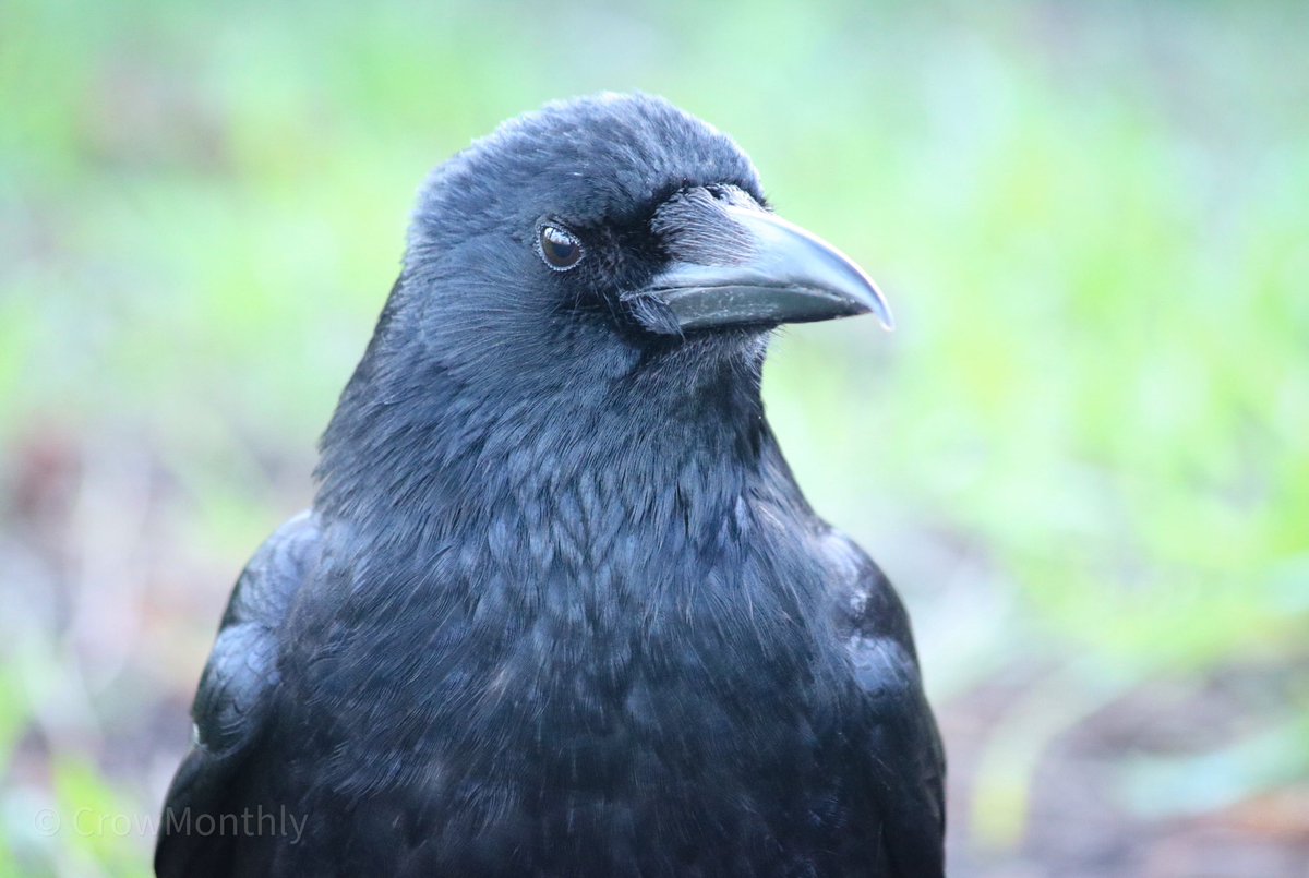 Crow Monthly tweet media