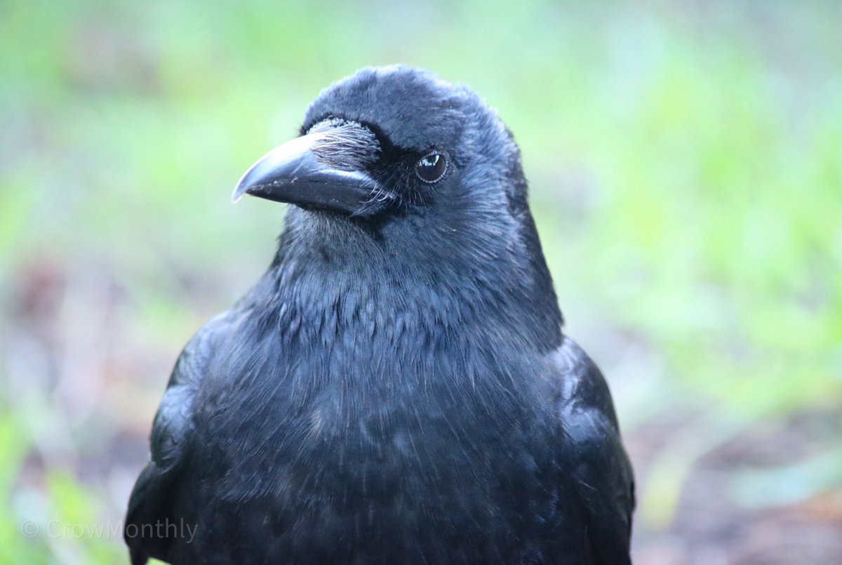 Crow Monthly tweet media
