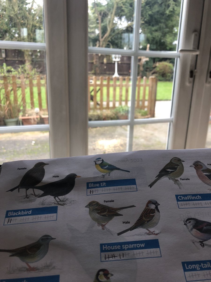 Enjoying Saturday watching the birds #BigGardenBirdWatch
