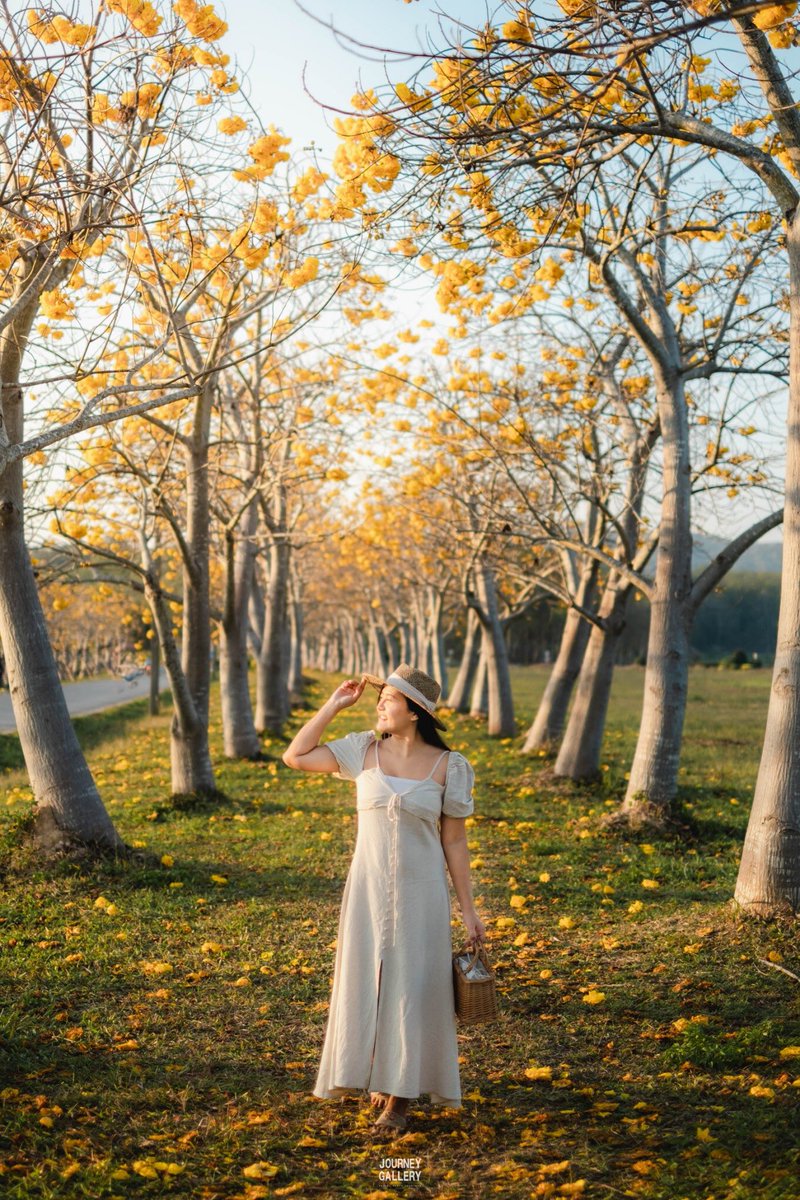 Journey_Gallery's tweet photo. ไปถ่ายรูปดอกไม้สีเหลืองสดใส 
#ดอกสุพรรณิการ์ ที่ #สิงห์ปาร์ค #เชียงราย
กำลังบานสวยเลย 
ดอกสีเหลืองตัดกับฟ้าสีเข้ม รูปออกมาเกาหลี เกาใจ 
แต่บอกก่อนว่าน้องจะบานสวยแค่ไม่กี่วัน 
รีบไปกันให้ไว ไม่เสียค่าเข้าชมใดๆ ทั้งสิ้นจ้า
#JourneyGallery
#SinghaParkChiangRai  
#สิงห์ปาร์คเชียงราย https://t.co/DiWRJNVhjp