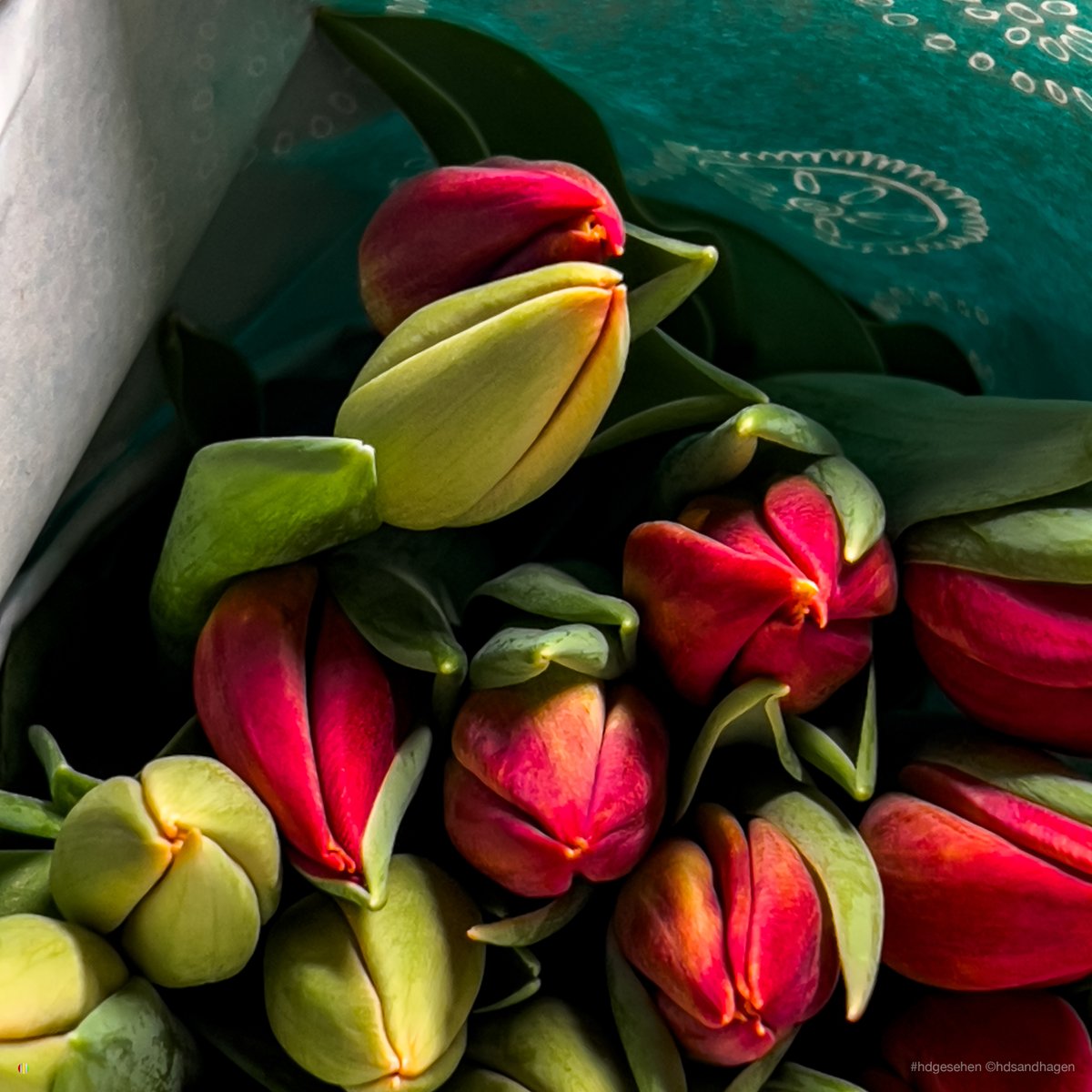 Samstach...

#farb_klicks #hdgesehen #tulpen #blumen #blumenliebe #blumenstrauss #fotografie #fotografieren #farbe #farben #farbig #farbenliebe #color #colorful #rot #gelb #grün #instafoto #wolfenbüttel