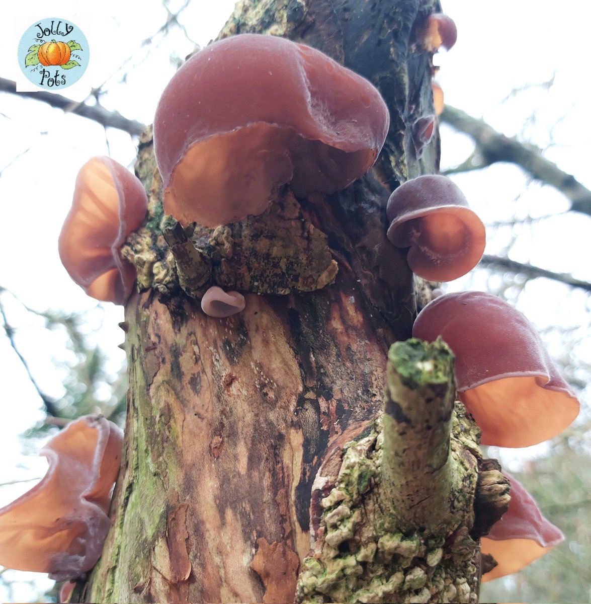 How beautiful are these Wood Ear fungi?! 

#fungilover #fungifreaks #shrooms #foraging #Worcestershire #woodlandwalk #morningwalk #restoringthebalance #natureprovides #naturalworld