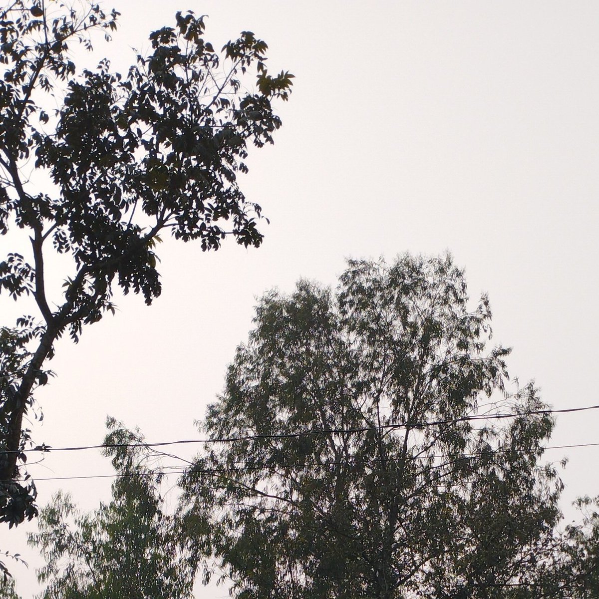 RoyLabono's tweet image. #NewProfilePic