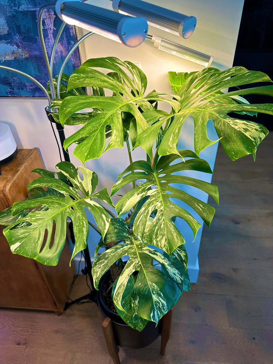 FLPlantEmporium's tweet photo. Albo is getting HUGE! #monstera #planttwitter #houseplants #plante #aroid #philodendron #plantlife #plantsinside https://t.co/axpZgwiCGw