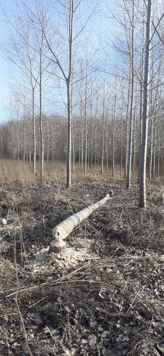 Dit is ook #Flevoland: het land van Ed en Willem #bever