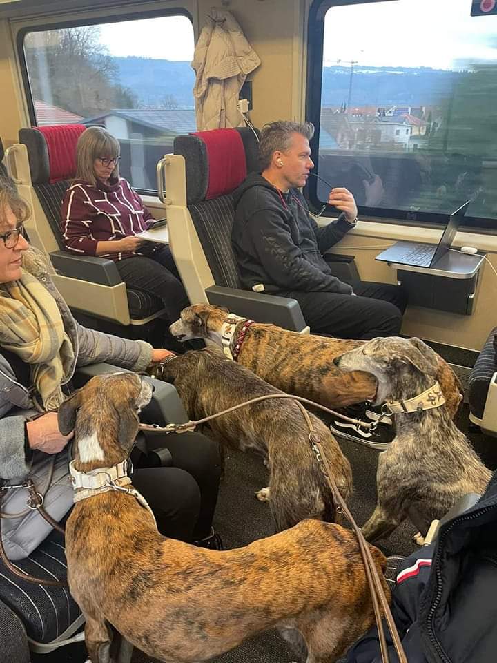 plataforma_NAC's tweet image. MANIFESTACIONES INTERNACIONALES

Hay países que no solo adoptan a nuestros perros maltratados en España,también se unen a nuestra lucha contra el maltrato💪
En Alemania🇩🇪hoy salen 4 ciudades a la calle y 1 en Suiza🇨🇭para ser su voz y para pedir #NoAlaCaza y #MismosPerrosMismaLey