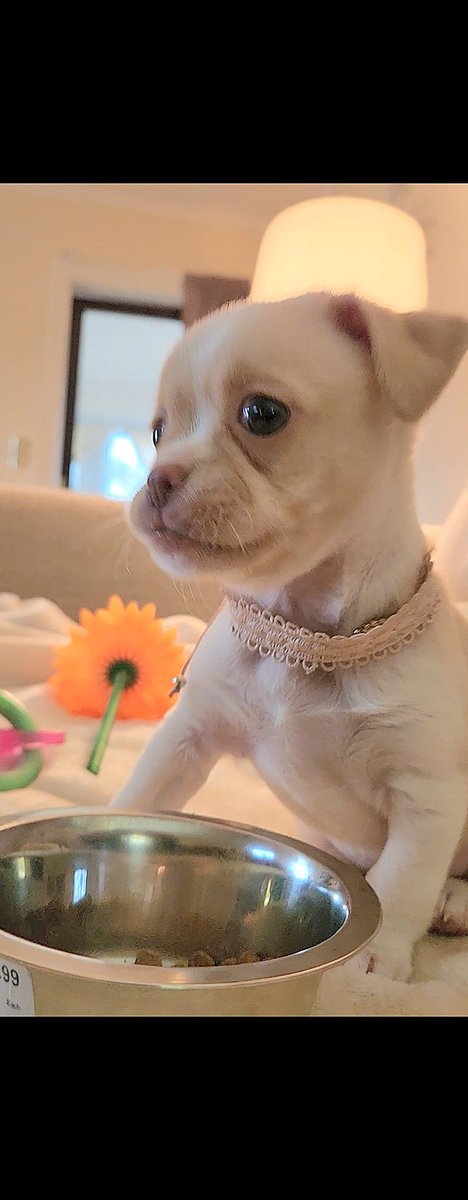 scounmusic's tweet photo. heart melter she is, my beautiful #bella is the
new addition to our homeโค๏ธ #scoun https://t.co/F5g2HiiGC7