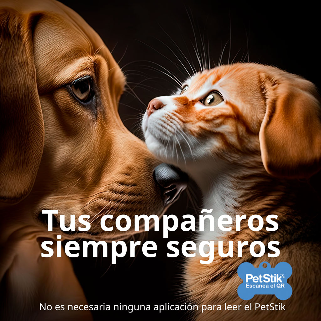 pet_stik's tweet photo. ¡Actualiza tu forma de identificar a tu mascota con PetStik! Nuestras placas con códigos QR son fáciles de leer y proporcionan información importante en caso de pérdida.
 #safepet #perrosygatos #perrosfelices #perrosperdidos #mascotas #perroperdido #perros https://t.co/VcLhmIMTty