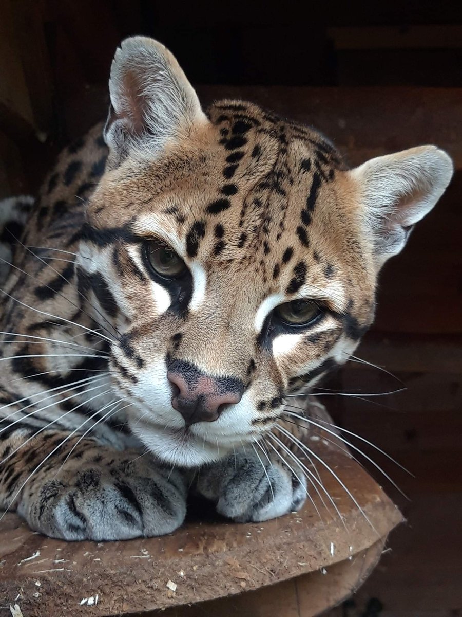 bhamwildpark's tweet photo. 💔 George - 2011-2023 💔

🐆 We are devastated to announce the sudden passing of our male Ocelot, George, at the age of 11.

🐆 George was born at Amazon World on the Isle of Wight in April 2011. He moved to us at just under one year old, in April 2012. https://t.co/EPTxnDLAQV