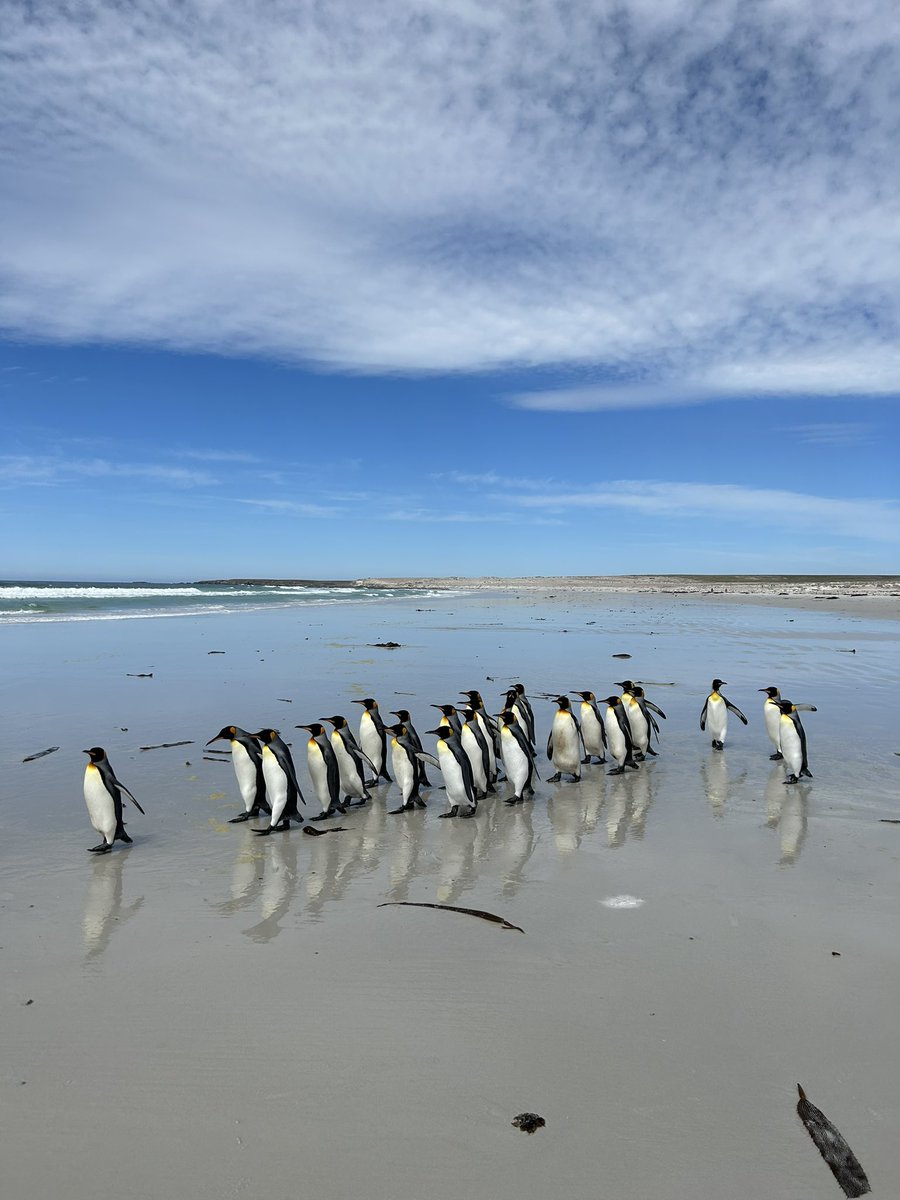 lissafriberg's tweet image. After a few amazing days on the Falklands (spending most of my time with penguins), we’re packing our bags and getting ready to board the #SDA for some actual science! Time to see how good my sea legs really are #SDAScience