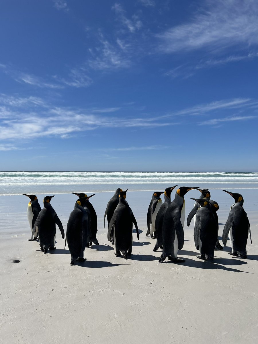 lissafriberg's tweet image. After a few amazing days on the Falklands (spending most of my time with penguins), we’re packing our bags and getting ready to board the #SDA for some actual science! Time to see how good my sea legs really are #SDAScience