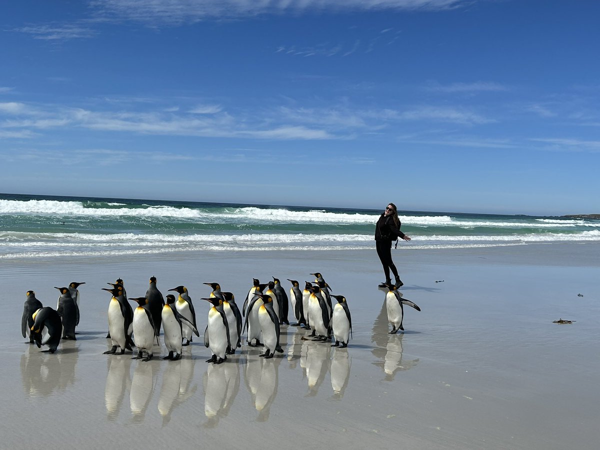 lissafriberg's tweet image. After a few amazing days on the Falklands (spending most of my time with penguins), we’re packing our bags and getting ready to board the #SDA for some actual science! Time to see how good my sea legs really are #SDAScience