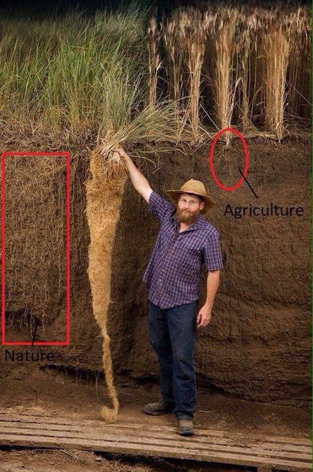 Jerry Glover shows a perennial wheatgrass plant's long roots which grow deeper than annual plants' roots. Using perennials, crops that can be harvested more than once without replanting, may be the key for feeding more people while conserving farmland soil buff.ly/3kFpCli