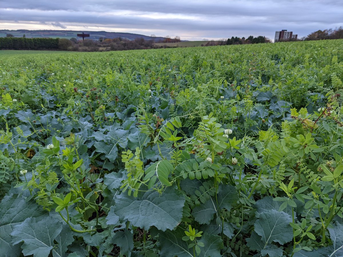 Getting payed  for companions to give you a crop like this absolute no brainer, don't think of it as a way to to make money think of it as a way to improve your farm and lower inputs,the agricultural revolution is starting #SFI #regenerativeagriculture