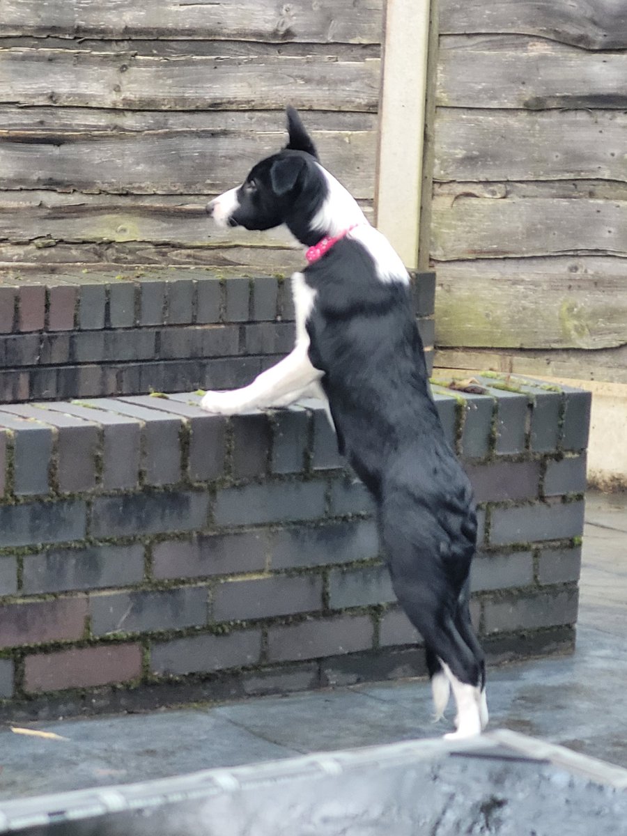 Miss Mae your so nosey .. But what #BorderCollie isn't right 🤷‍♀️.. frightened of missing a trick 😂 #lovemygarden #nosey #cute #lovebordercollies #bordercolliepuppy #18weeksold #dogsoftwitter #gardenfun