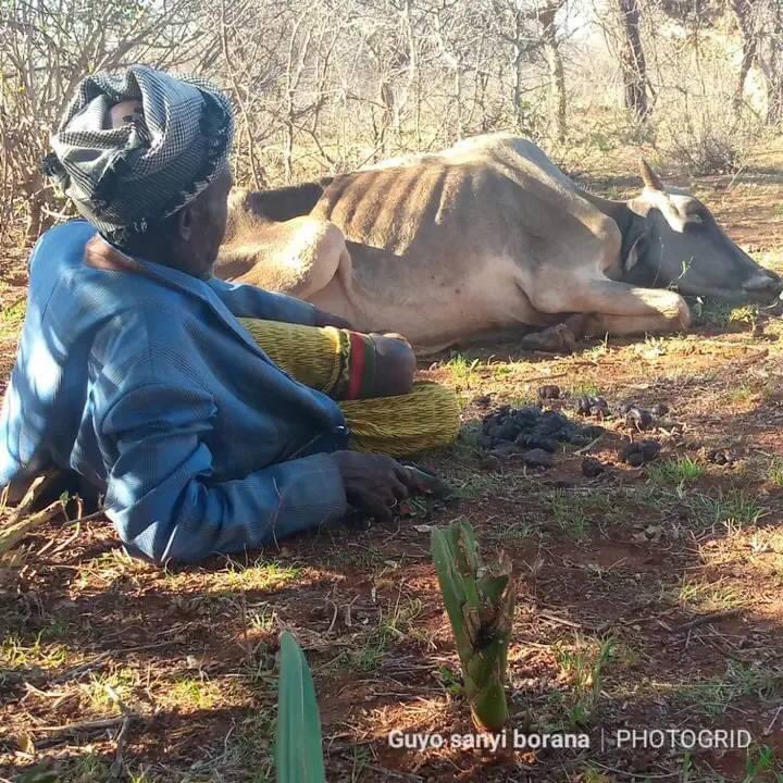 STARING AT DEATH: Psychological, mental stress, emotional breakdown as a result of the intensity of this drought is unprecedented. Not even the 1980 'oola mchele' in Waaso comes closer. Anxiety over what will happen to his children, worries lead to health failure.<a href="/NDMA_Kenya/">NDMA Kenya</a>