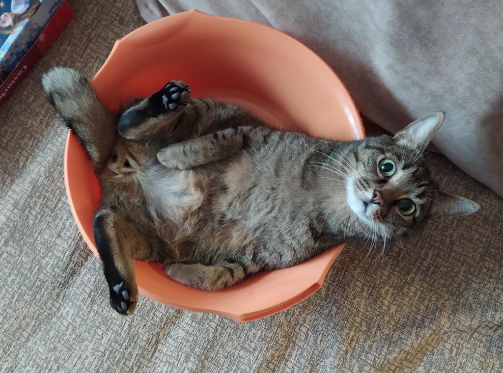 Кот в тазике. Распространите.