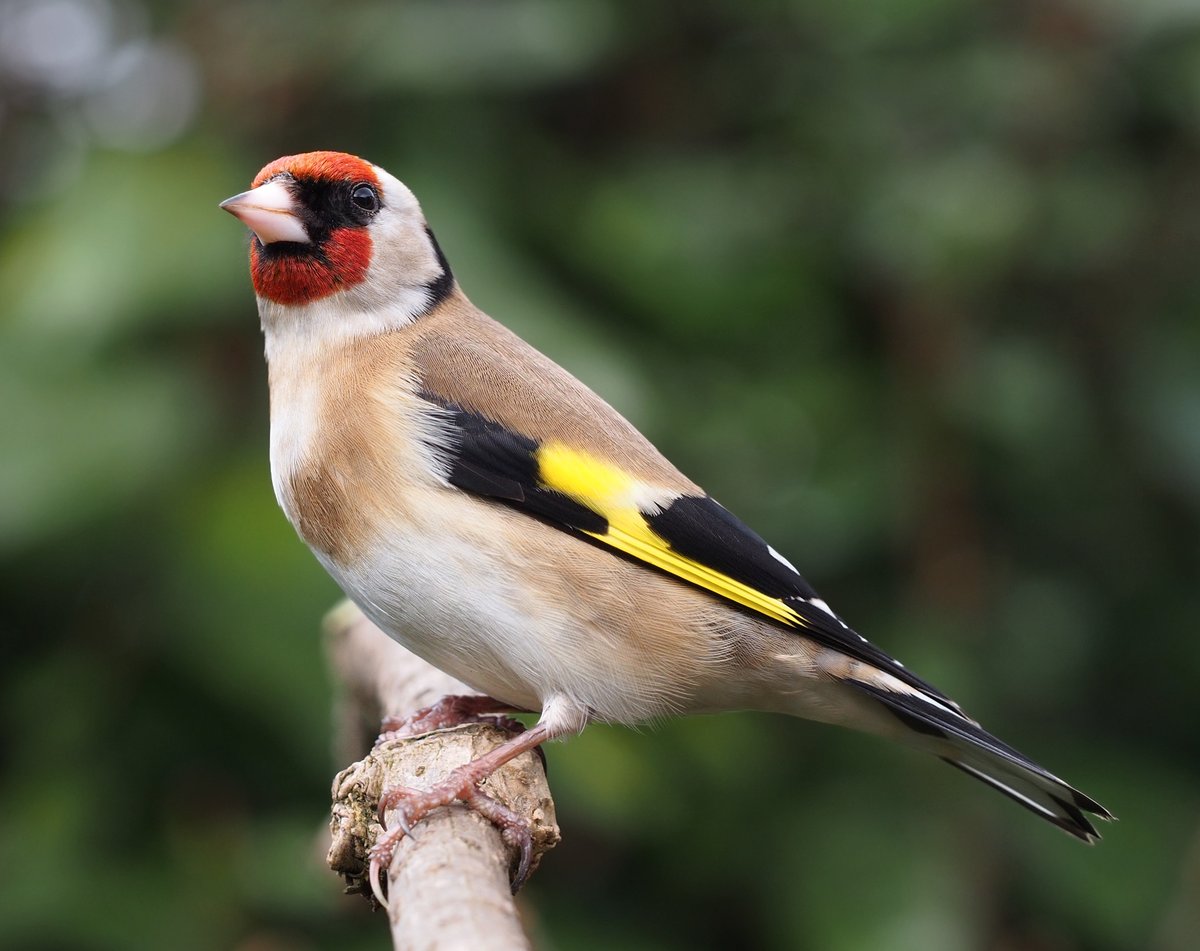 Pet_Connection's tweet image. You may not get a chance to spot the gorgeous Goldfinch on this @Natures_Voice #BigGardenBirdwatch, but they're far too stunning not to share ⭐ 

In winter many UK goldfinches migrate as far south as Spain - aren't they lucky!
